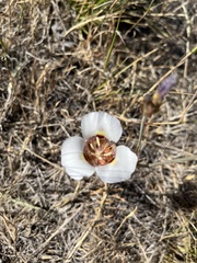 Calochortus argillosus