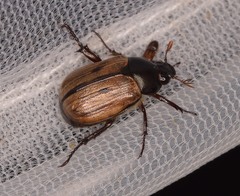 Anomala binotata