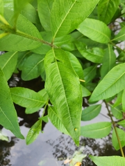 Puccinia minutissima