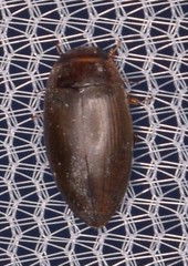 Copelatus chevrolati