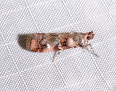 Dioryctria pygmaeella