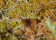 Boloria freija