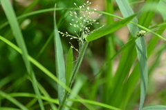 Dichanthelium praecocius