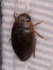 Copelatus chevrolati