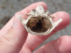 Cynomys gunnisoni