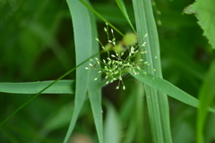 Dichanthelium praecocius