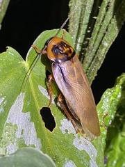 Eublaberus