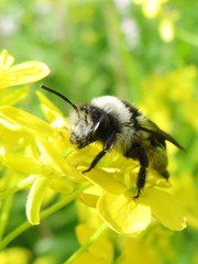 Andrena cineraria