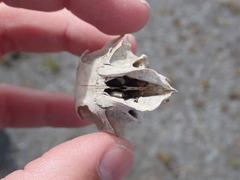 Cynomys gunnisoni