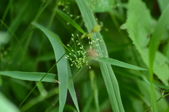 Dichanthelium praecocius