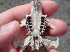 Cynomys gunnisoni