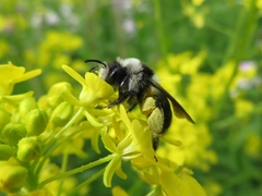 Andrena cineraria