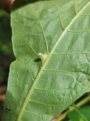 Phylloxera caryaesepta