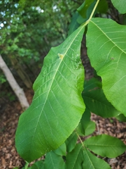 Phylloxera caryaesepta