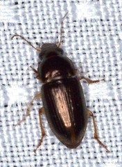 Selenophorus