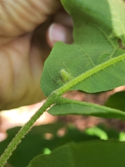 Phylloxera caryaesepta