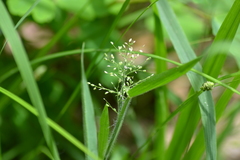 Dichanthelium praecocius