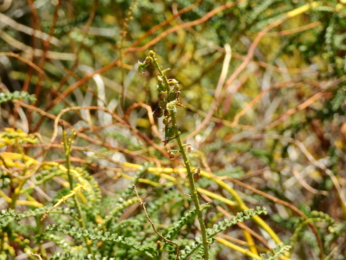 Adesmia boronioides, photograph 1