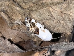 Tarache tetragona