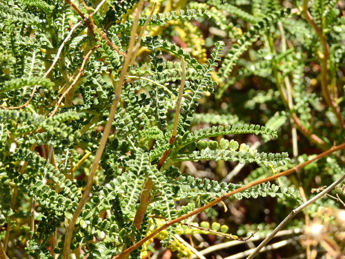 Adesmia boronioides
