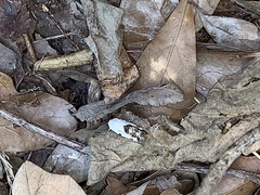 Tarache tetragona