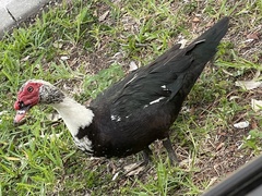 Cairina moschata domestica