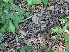 Tarache tetragona