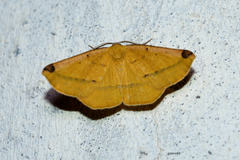 Geometridae
