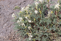 Astragalus pattersonii