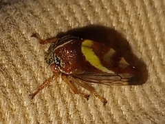 Smilia camelus