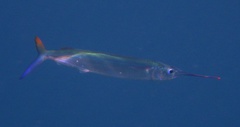 Hemiramphus brasiliensis