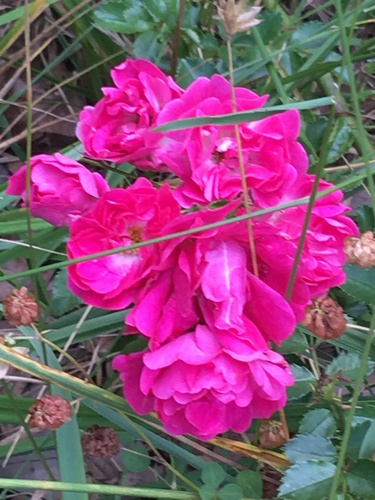 Image of Rosa luciae by (c) Luke, some rights reserved (CC BY)