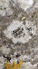 Lecanora horiza