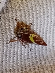 Smilia camelus
