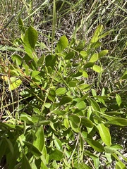 Vaccinium tenellum