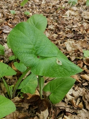 Cicerbita macrophylla