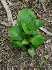 Cicerbita macrophylla