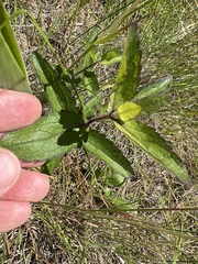 Eupatorium pilosum
