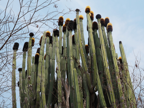 Órgano de gorro tiponche (Backebergia militaris)