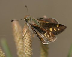 Lon melane vitellina