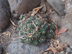 Mammillaria beiselii