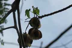 Cochlospermum vitifolium