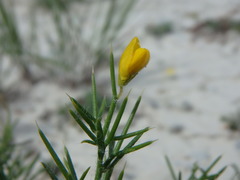Genista hispanica hispanica