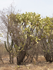Opuntia atropes