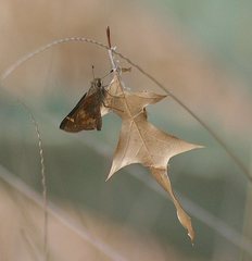 Lon melane vitellina