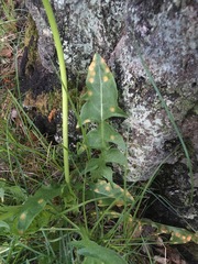 Puccinia dioicae silvatica