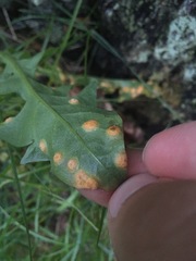 Puccinia dioicae silvatica