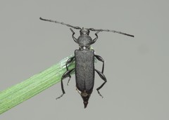 Ropalopus macropus