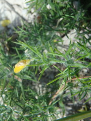 Genista hispanica hispanica
