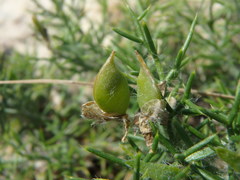 Genista hispanica hispanica